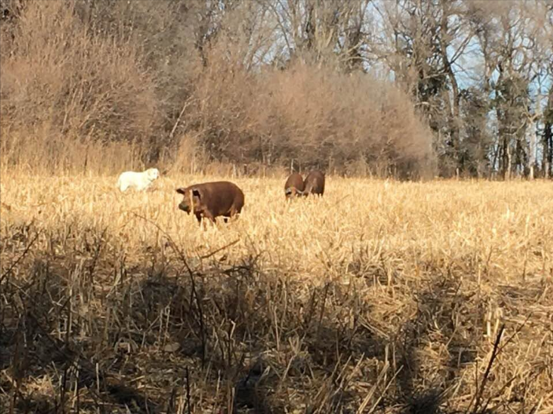 Hogs and the farm dog at Summerland Pork