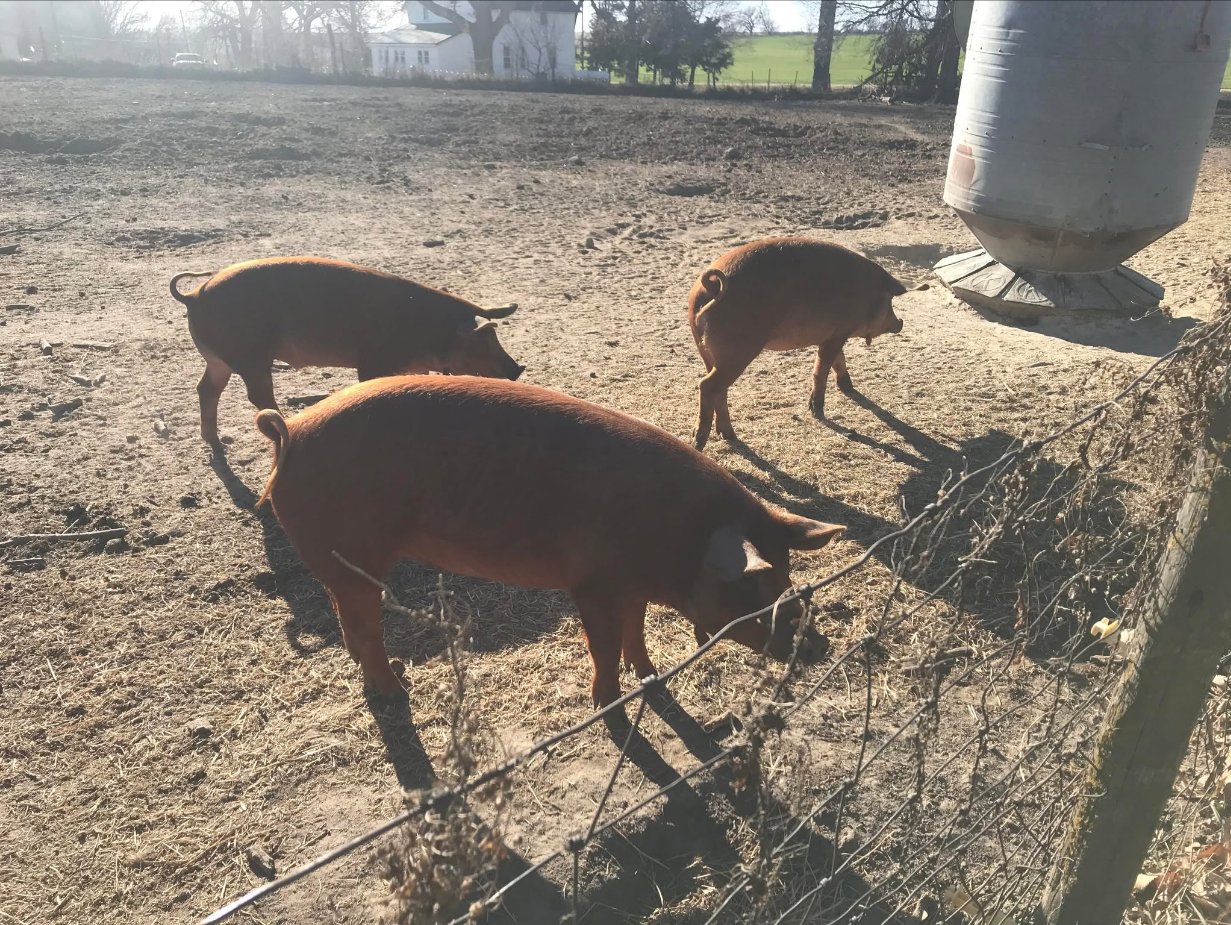 Hogs on the Summerland Pork farm near the farmhouse