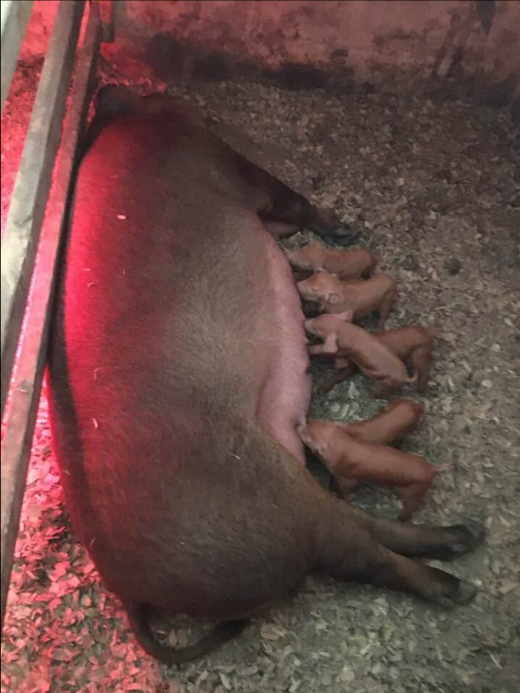 Sow and piglets at Summerland Pork